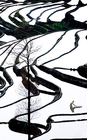 Rice Terrace2